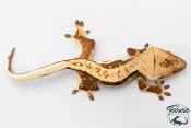 Correlophus ciliatus - Gecko à crête - NC 2025 -  44