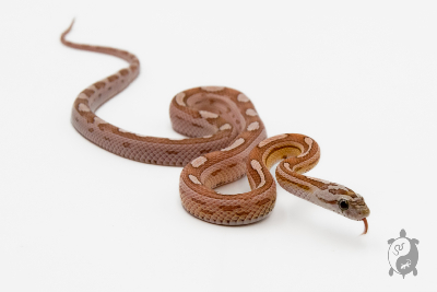 Serpent des blés - Pantherophis guttatus Pastel Motley
