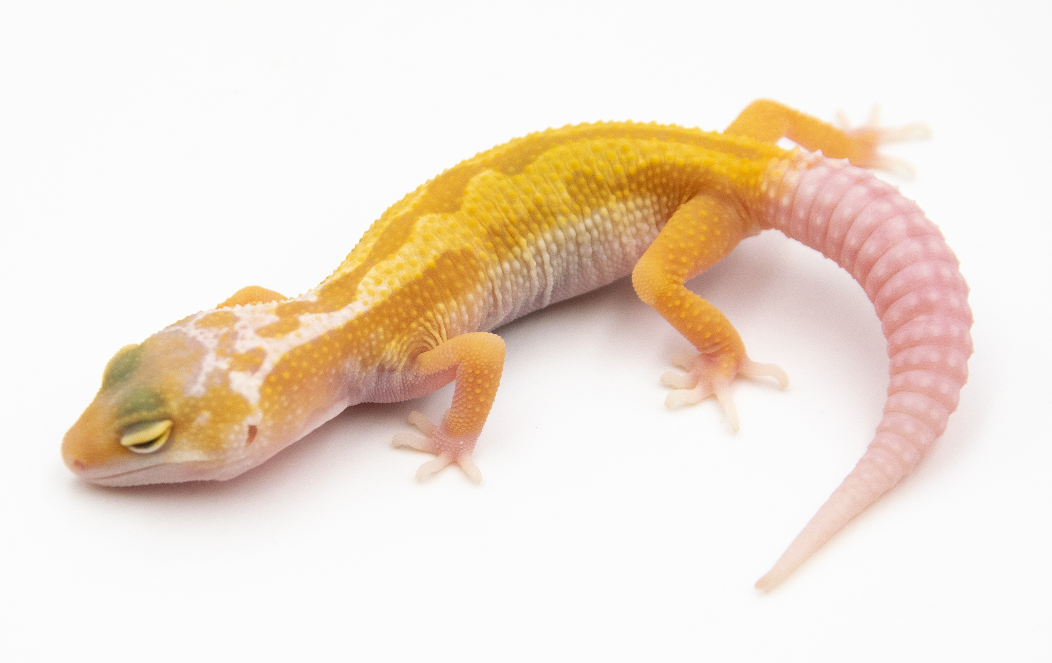 EG02 - Gecko Léopard - Eublepharis Macularius Ember - non sexé - NC 2022