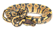 Python royal - Python regius Yellow Belly