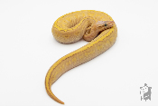 Python royal - Python regius Super Blast Lesser Yellow Belly