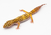EJ159 - Gecko Léopard - Eublepharis Macularius bell- &#9792; - NC 2021