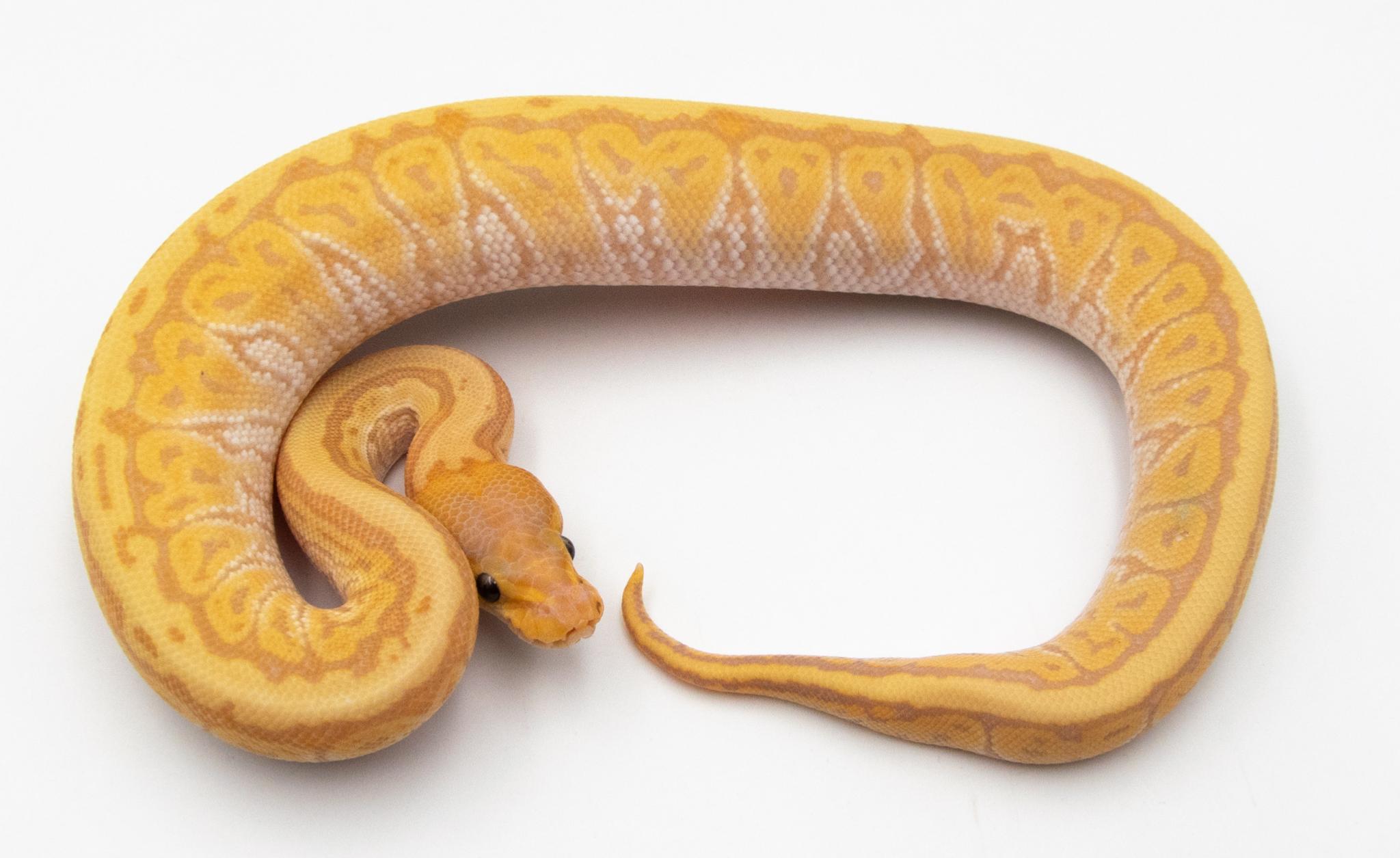 Python royal - Python regius Banana Phantom Pinstripe