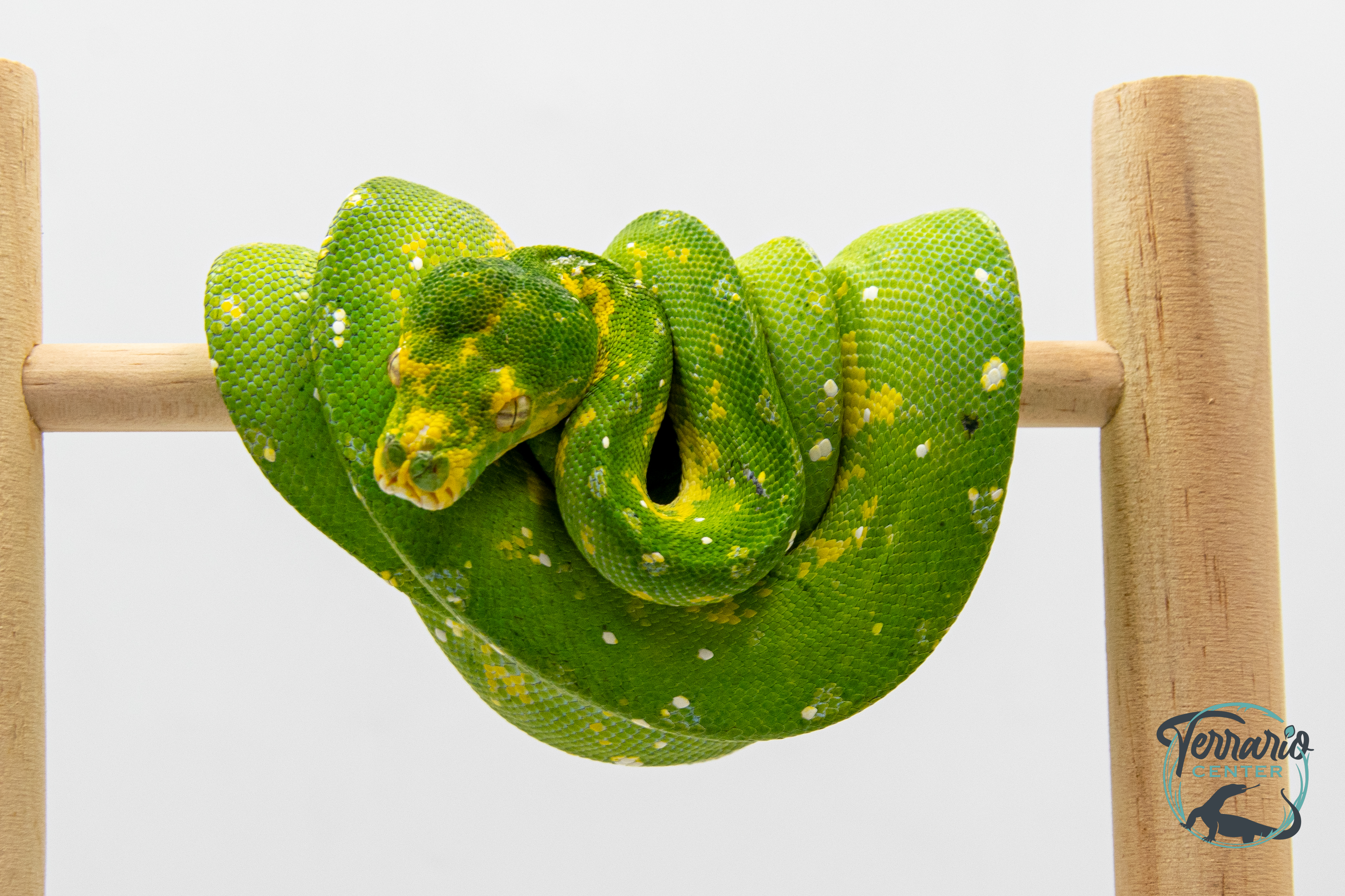 Morelia viridis Biak - Python vert arboricole - Mâle 250228500116820 - Sub Adulte