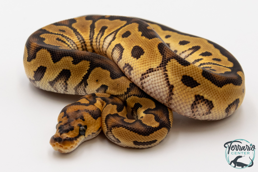 Python royal - Python regius Clown