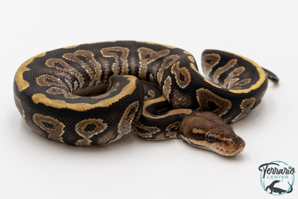 Python royal - Python regius Vanilla