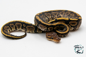 Python royal - Python regius Vanilla Mahogany