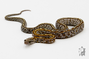 Serpent des blés - Pantherophis guttatus Tessera goldust