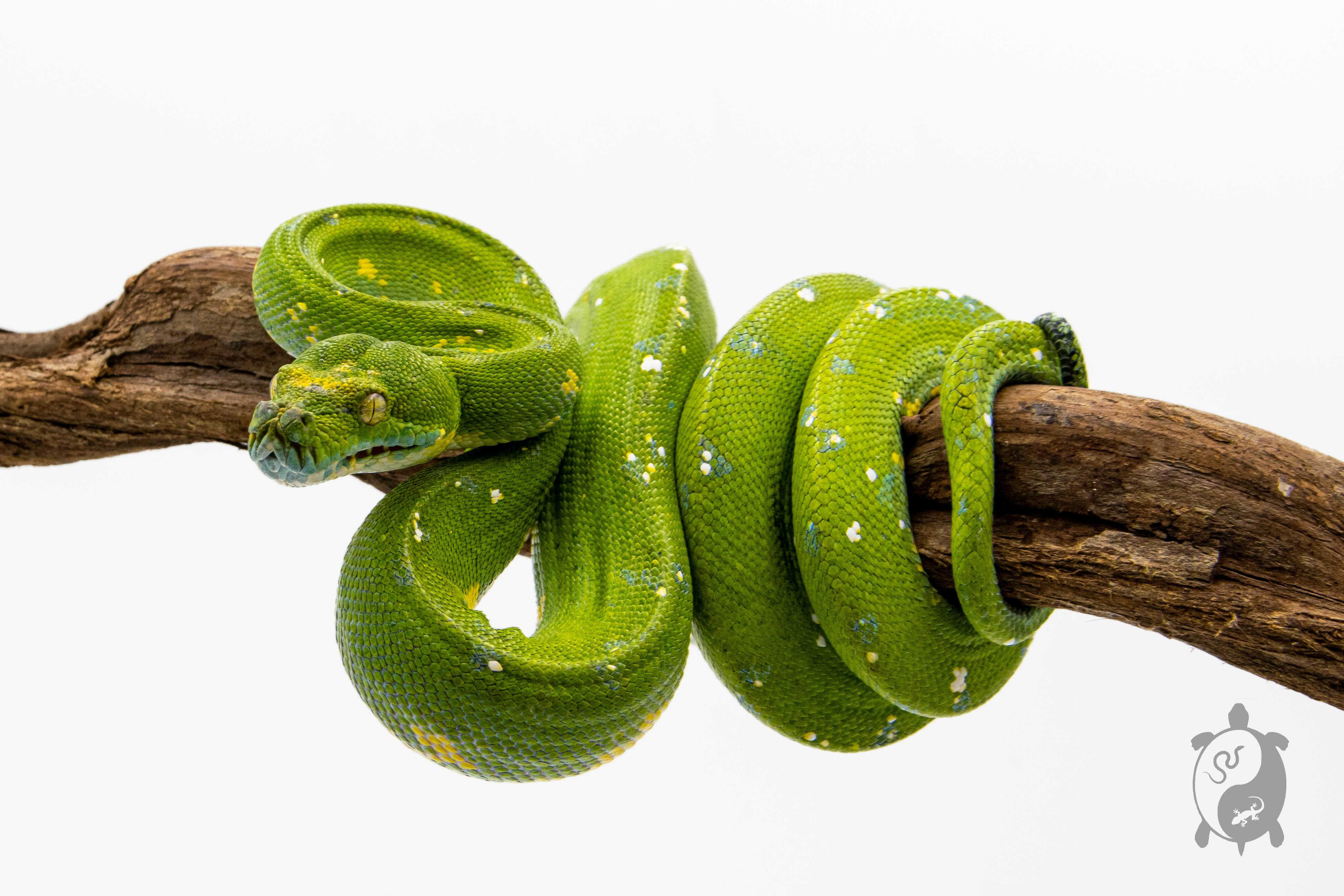 Morelia viridis Biak - Python vert arboricole - Mâle 250228500109696