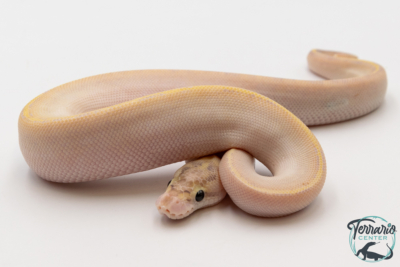 Python Royal - Python regius Ivory
