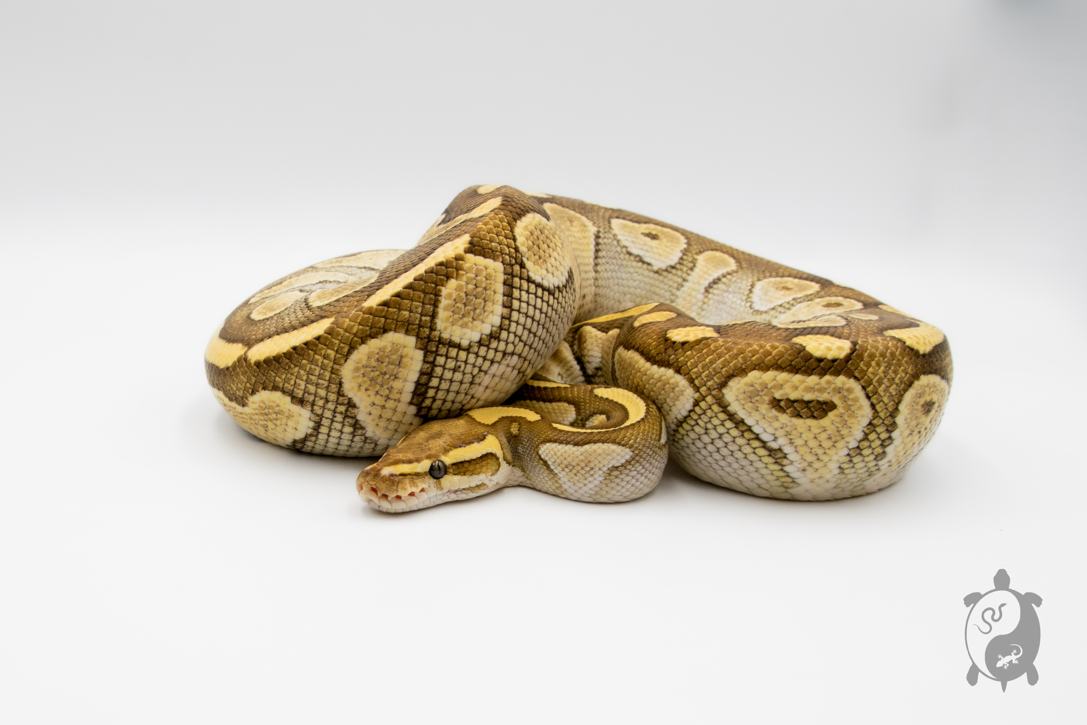 Python royal - Python regius Butter - Adulte