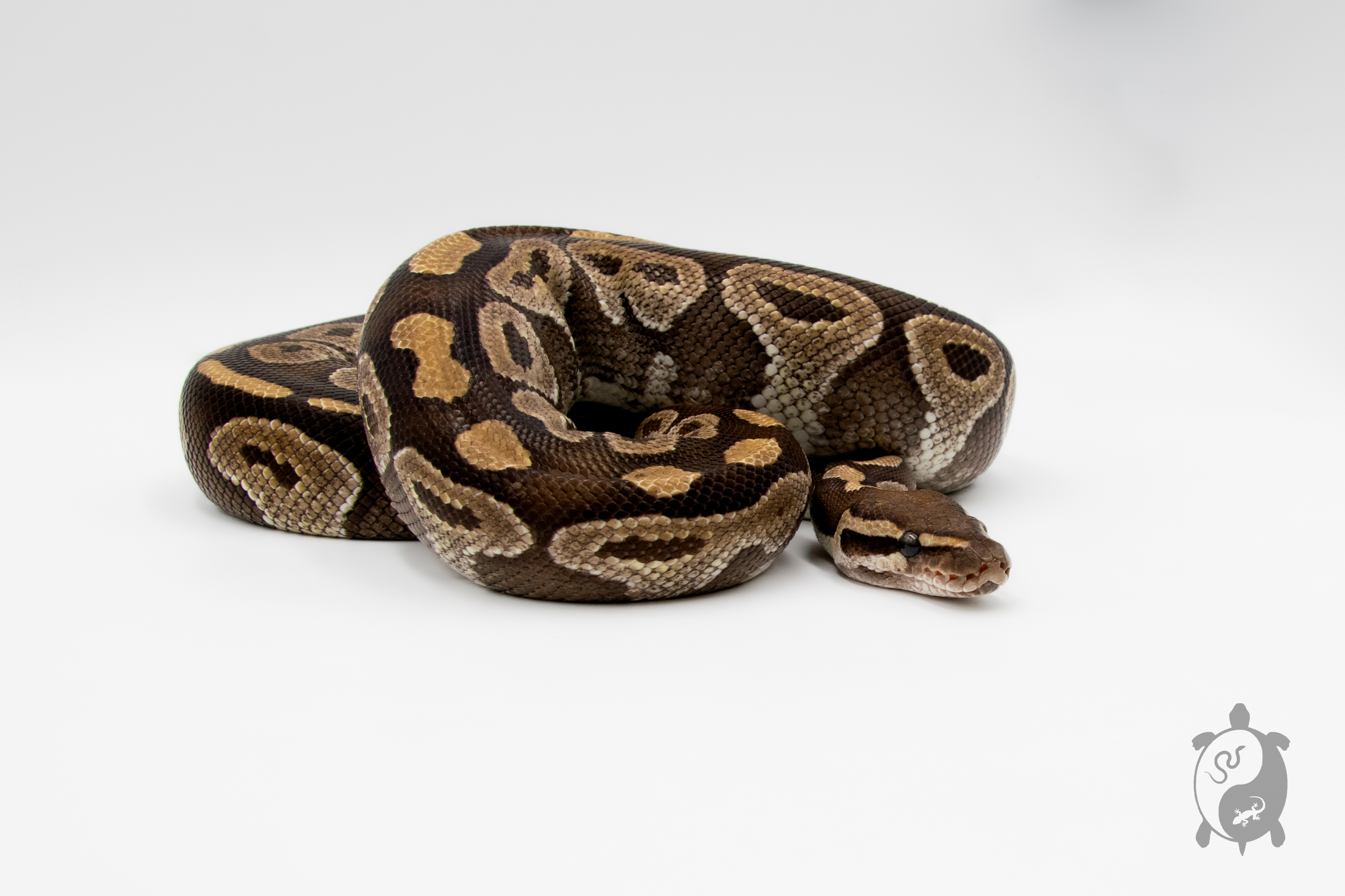 Python royal - Python regius Mojave - Adulte