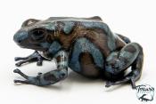 Dendrobates auratus - Dendrobate doré Highland Bronze