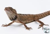 Hypsilurus godeffroyi - Dragon des forêts du nord