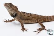 Hypsilurus godeffroyi - Dragon des forêts du nord