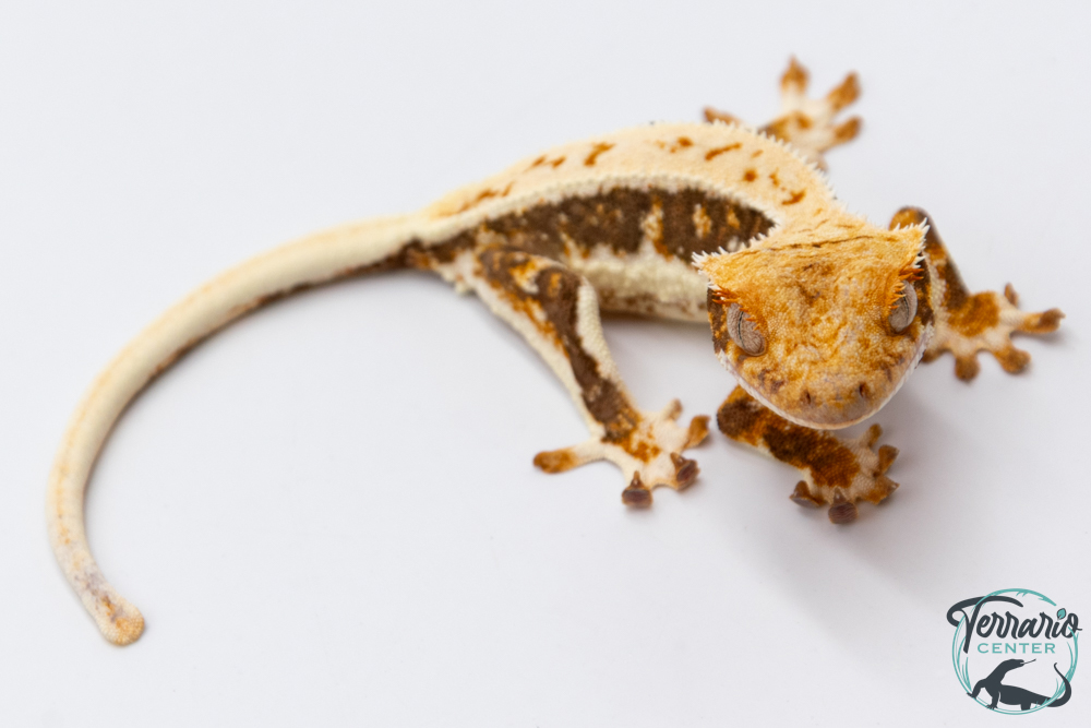 Correlophus ciliatus Lilly White - Gecko à crête - NC 2025 -  28