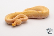 Python royal - Python regius Albinos Pinstripe