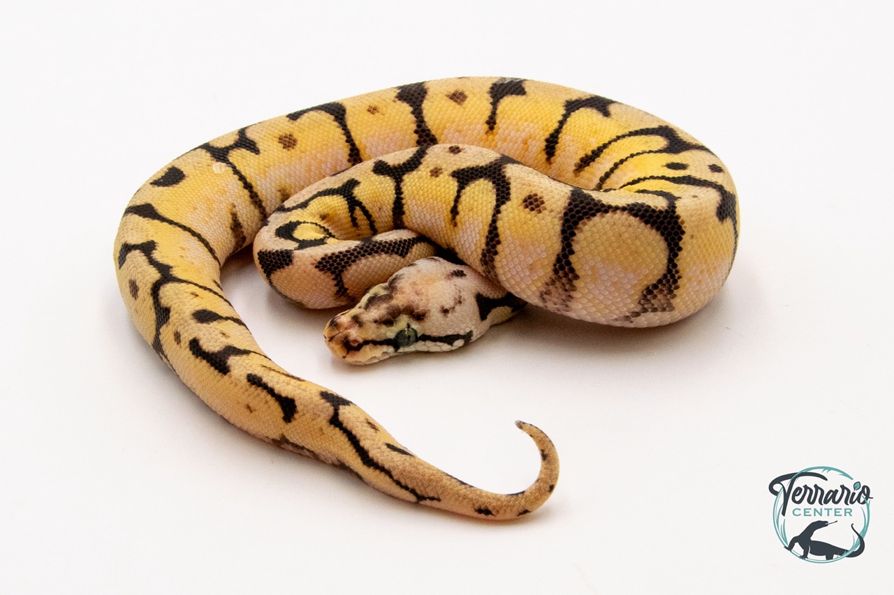 Python regius Bumble Belly