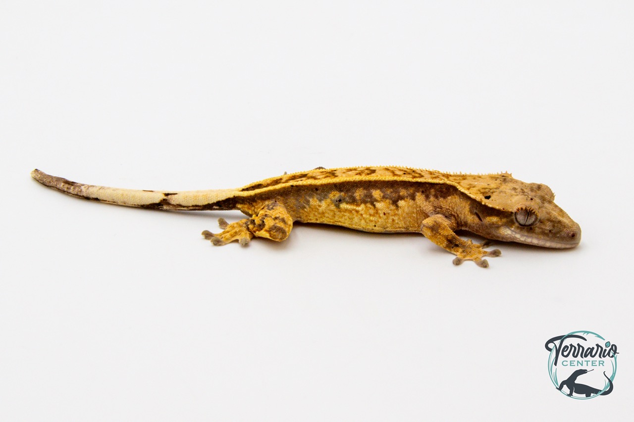 Correlophus ciliatus - Gecko à crête - Juvénile 27 - NC 2023 ...