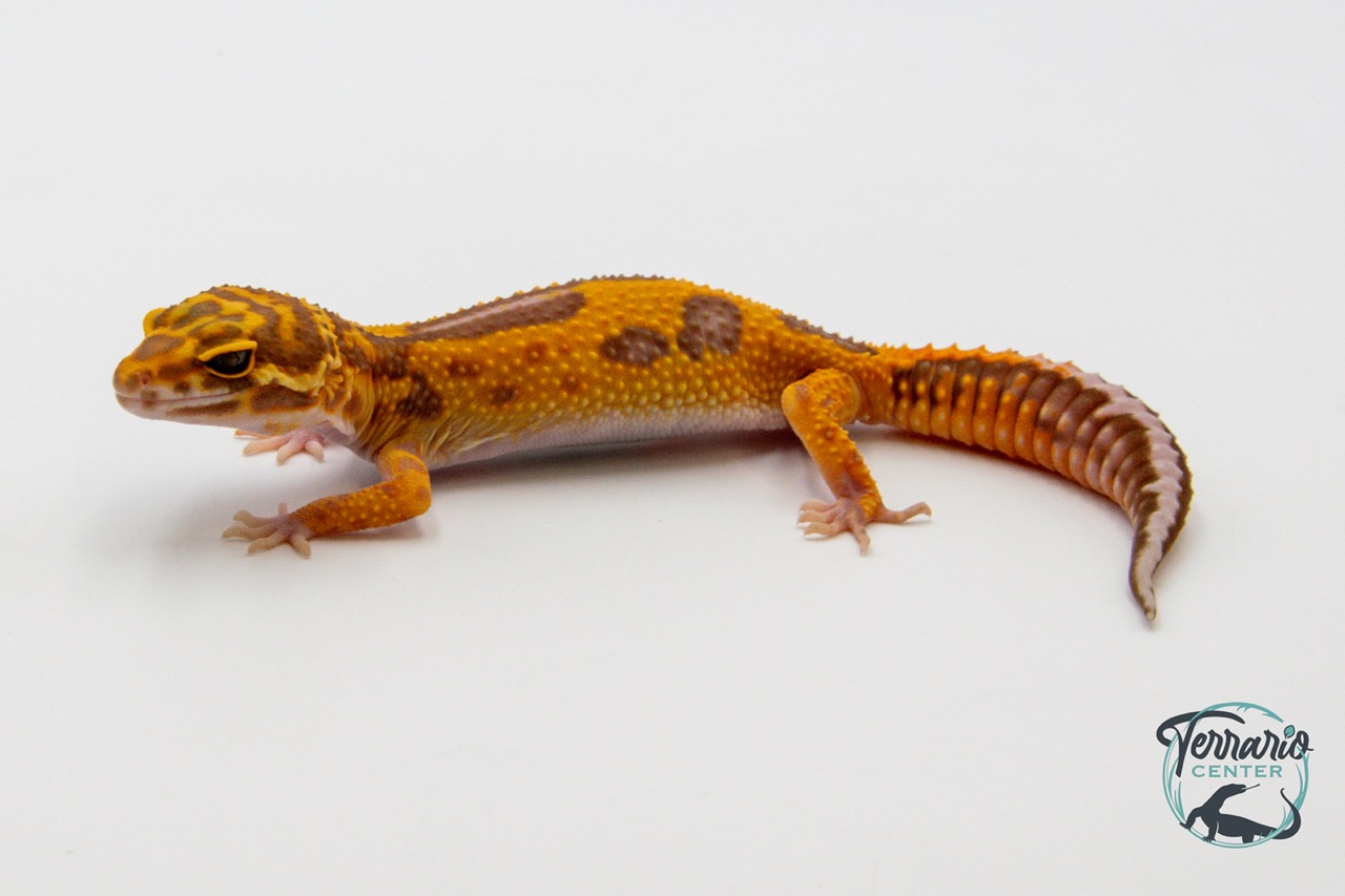 EM30 - Gecko Léopard - Eublepharis Macularius Tremper - NC