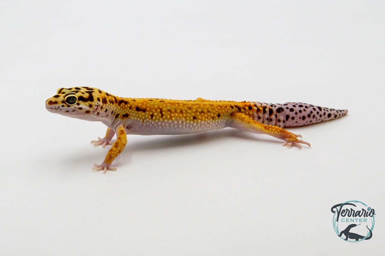 EM34 - Gecko Léopard - Eublepharis Macularius Tangerine - Mâle