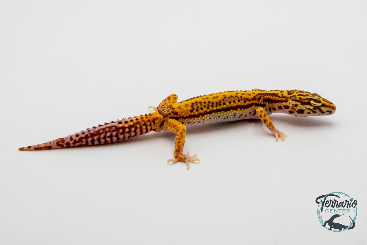 EM50 - Gecko Léopard - Eublepharis Macularius Bell Stripe - NC