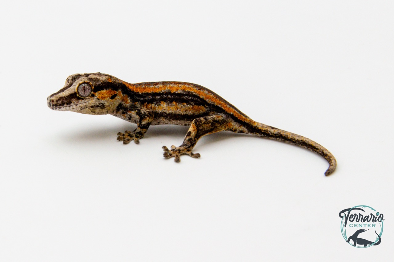 Rhacodactylus auriculatus - Gecko gargouille - 12 - NCUE - PH2024040917331449