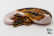 Python Royal - Python regius Piebald