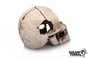 Human Skull 16cm