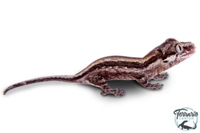Rhacodactylus auriculatus - Gecko gargouille - Mix Couleur - Juvénile