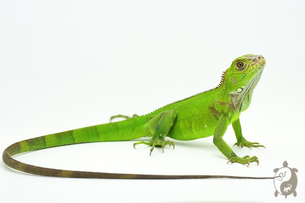 Iguana iguana - Iguane Vert juvénile Vert