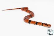 Oreocryptophis porphyraceus pulchra - Couleuvres des bambous