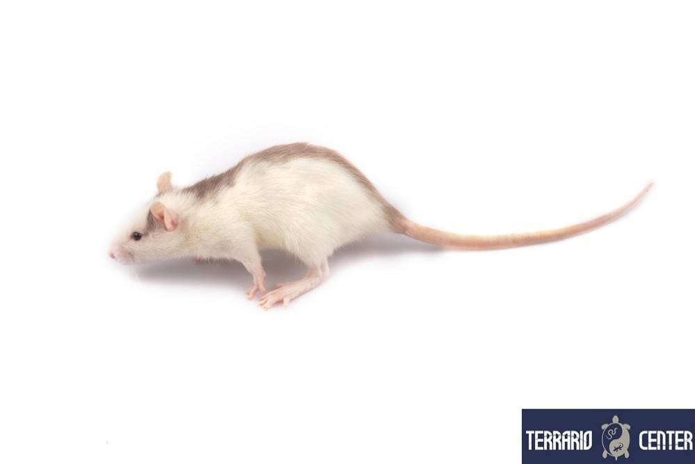 Rat vivant de 91 - 150 g