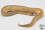Python royal - Python regius Lesser Clown
