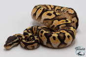 Python royal - Python regius Pastel Sugar
