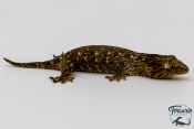 Rhacodactylus leachianus - Gecko géant de Nouvelle-Calédonie Mont Koghis 