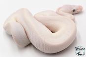 Python Royal - Python regius Leucistic