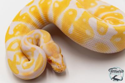 Python royal - Python regius Albinos