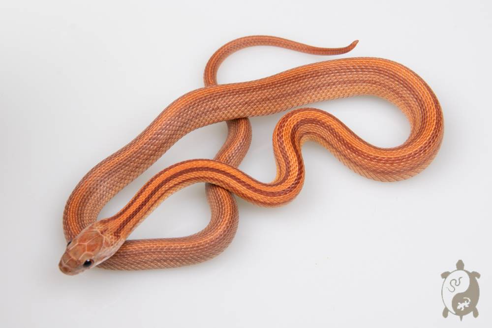 Serpent des blés - Pantherophis guttatus Ligné Hypo