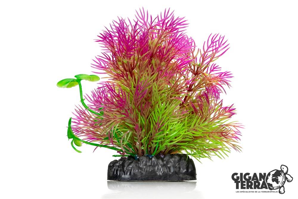 Plante Aqua 667 - H 10cm