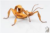 Extatosoma tiaratum - Phasme Scorpion 