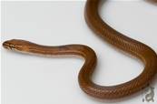 Boaedon fuliginosus Togo Stripe - Serpent des maisons africain