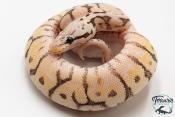 Python royal - Python regius Killer Bee Yellow Belly