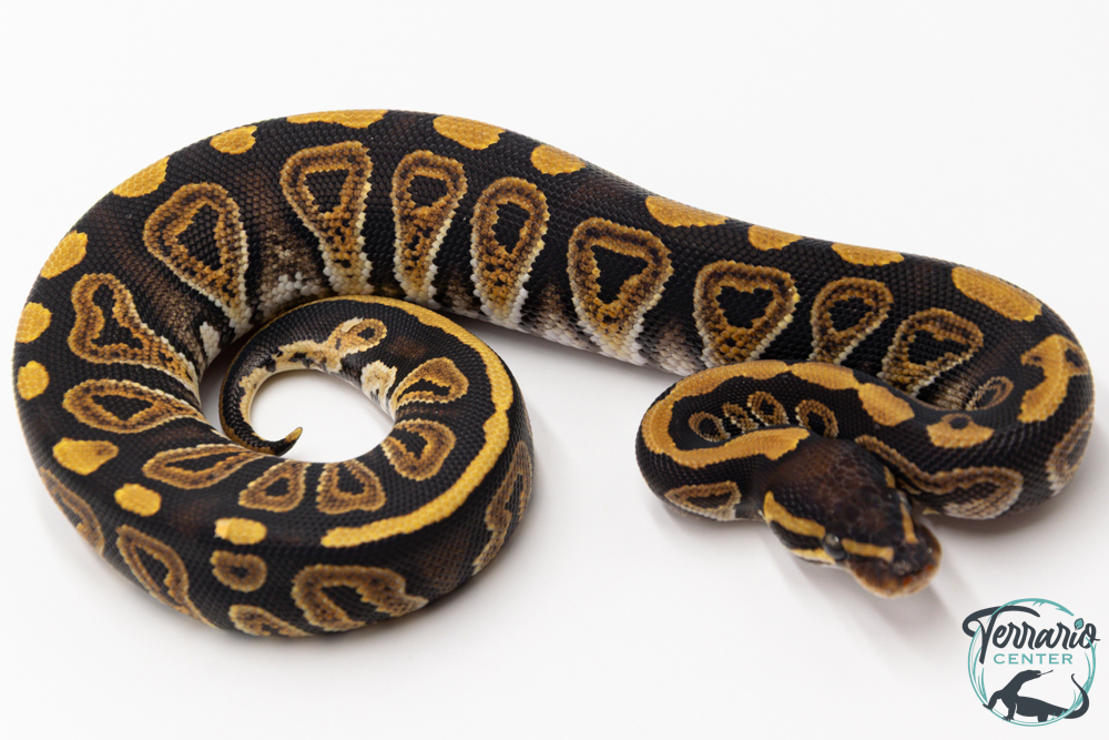 Python royal - Python regius Mojave
