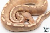 Python royal - Python regius Banana Mojave GHI