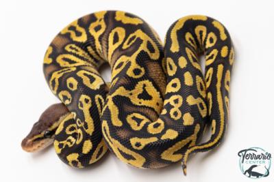 Python royal - Python regius Phantom Pastel