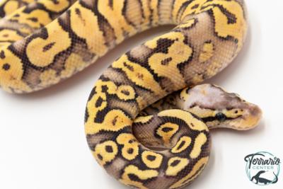 Python royal - Python regius Super Pastel Yellow Belly