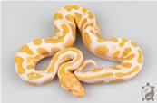 Python royal - Python regius Albinos Mahogany