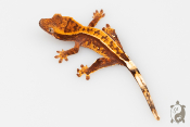 Correlophus ciliatus - Gecko à crête - Juvénile - NC - 2025 mix couleurs