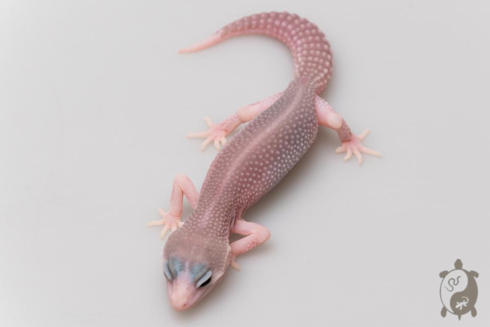 EJ32 - Gecko Léopard - Eublepharis Macularius Super Platinium ph Ember - non sexé - NC 2021